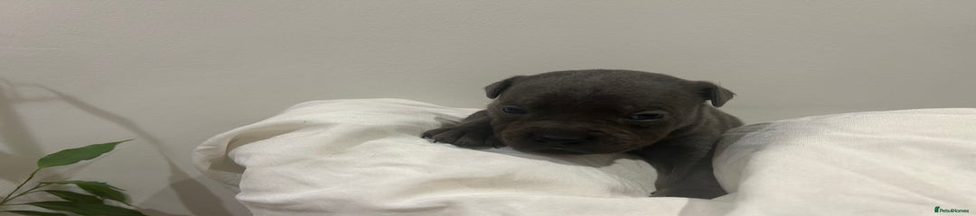 Staffordshire Bull Terrier Puppy 1
