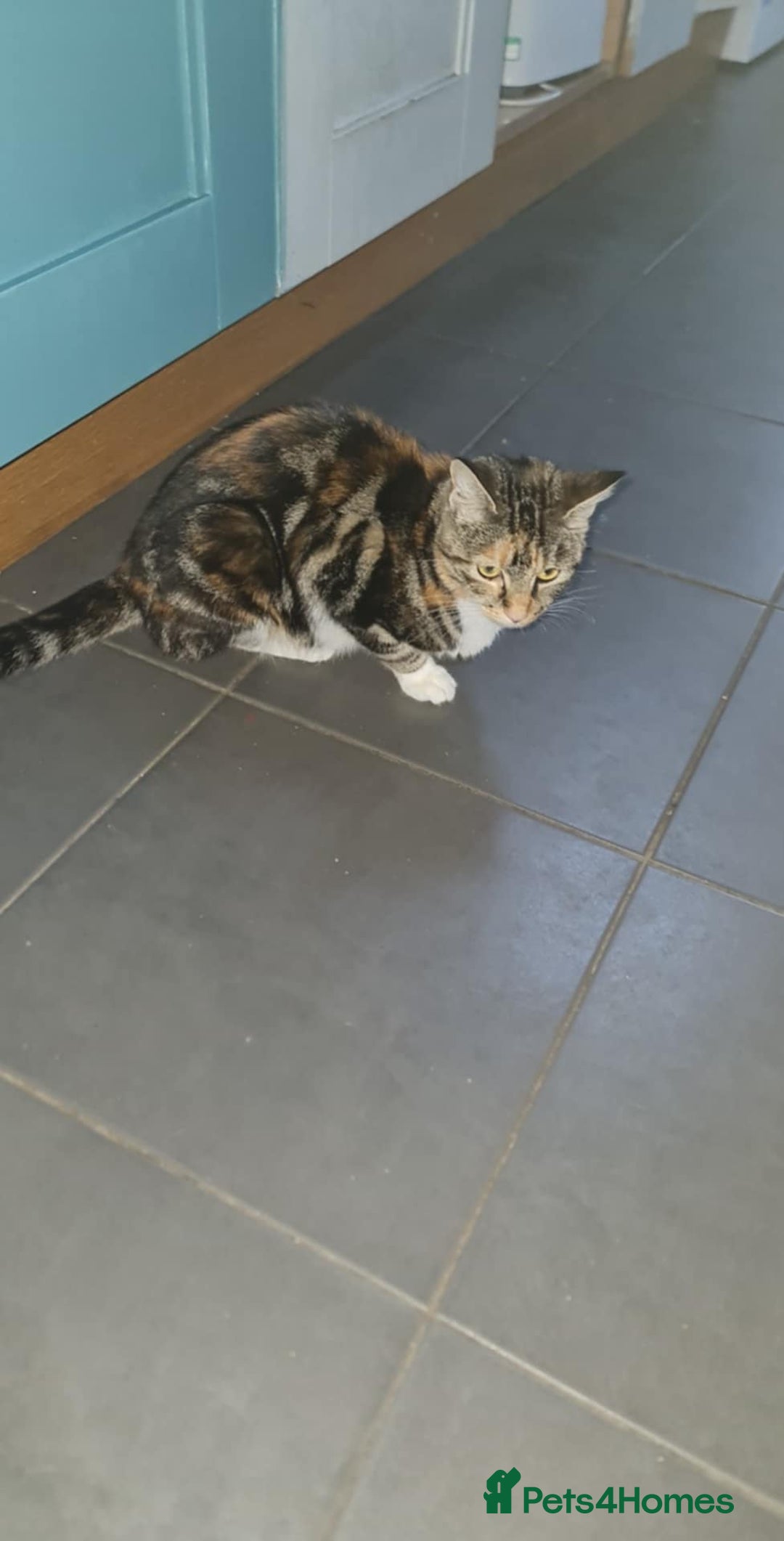 Mixed Breed cats for sale: 4 kittens looking for forever homes - Advert 2