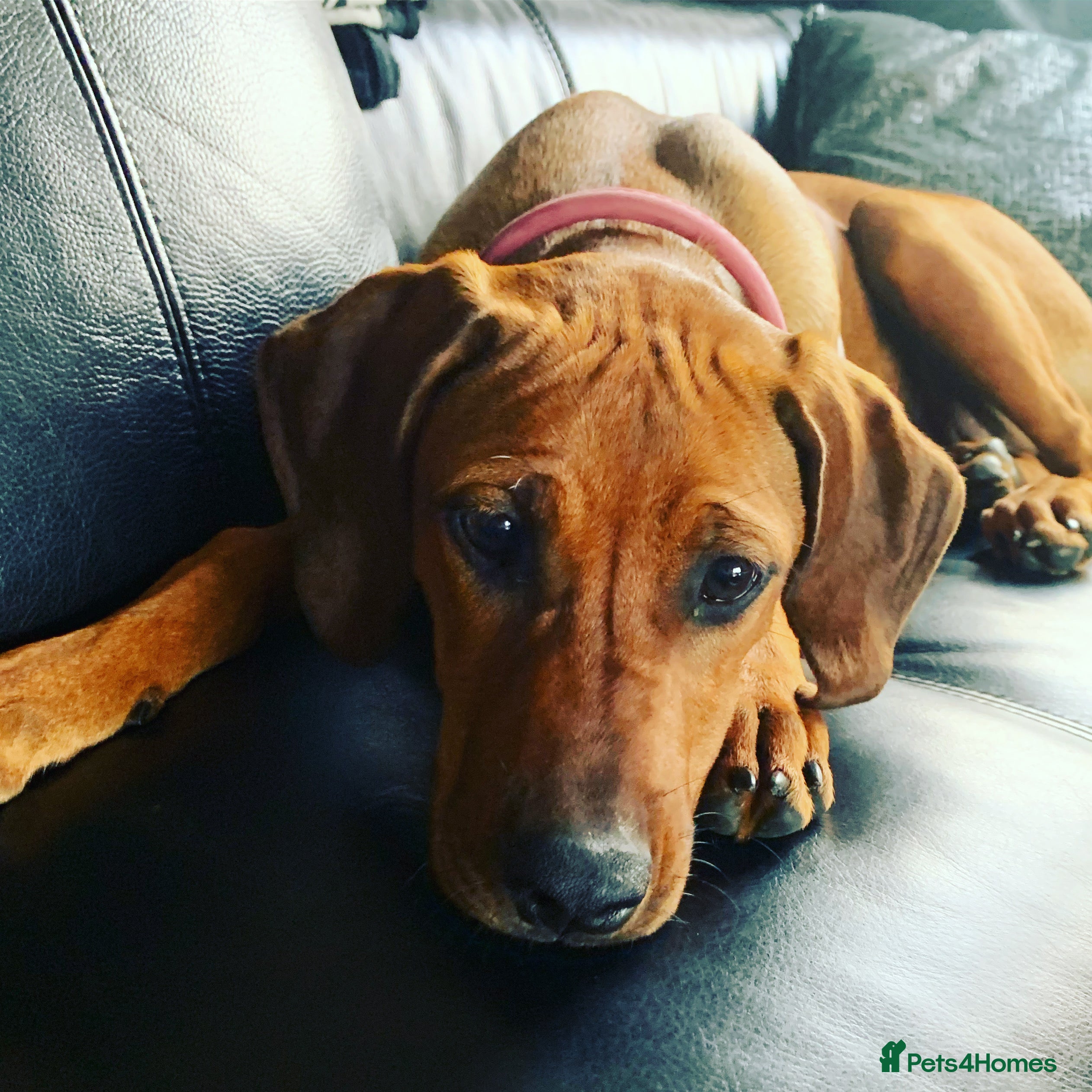 Rhodesian Ridgeback dogs Rhodesian Ridgeback Puppies KC/Hip/Elb/Health  in King's Lynn - Advert 2