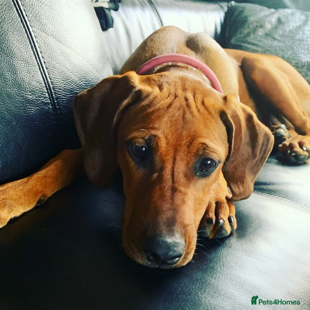 Rhodesian Ridgeback dogs for sale: Rhodesian Ridgeback Puppies KC/Hip/Elb/Health  in King's Lynn - Advert 1