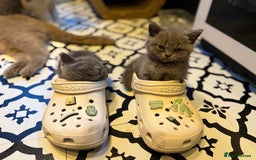 British Shorthair cats for sale: British Shorthair Champion Line kittens 🏆🥇😻 - Image 2