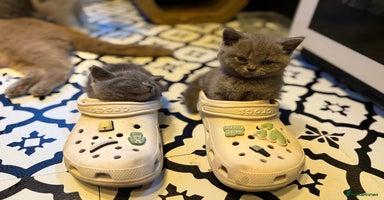 British Shorthair cats - Advert 13