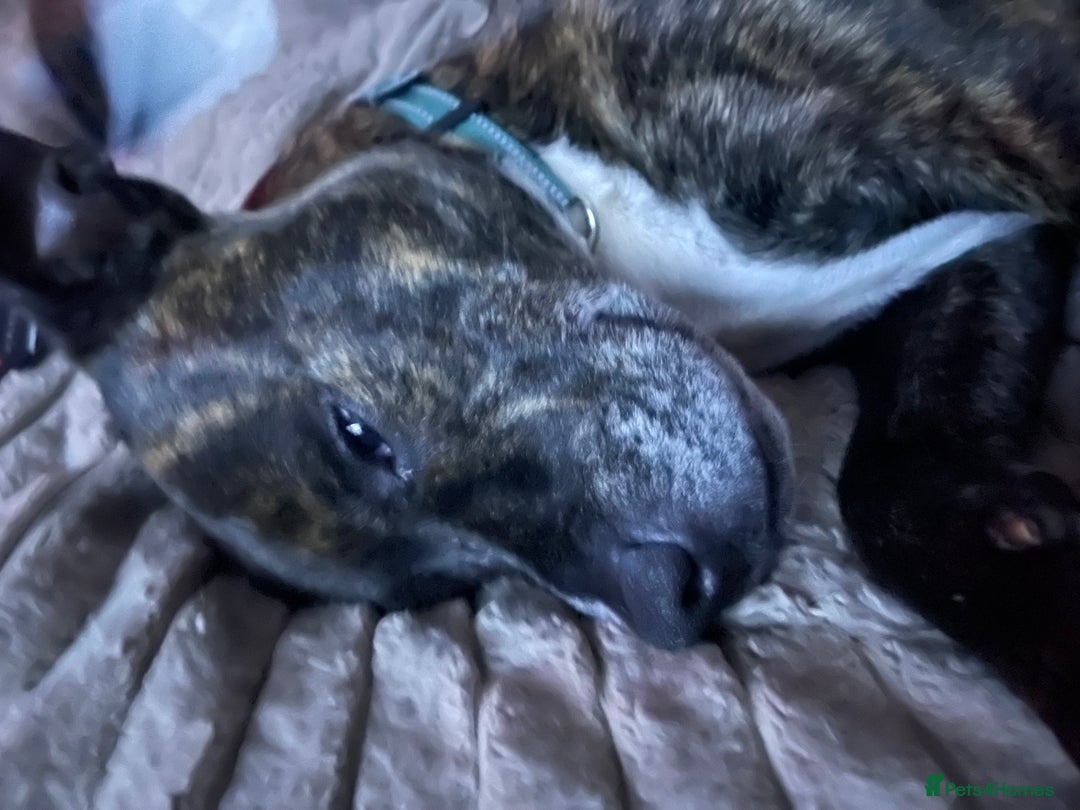 Mixed Breed dogs for sale: Marley - Advert 5