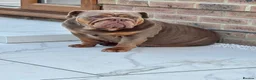English Bulldog dogs for sale: Coco- English bulldog re-home - Advert 2