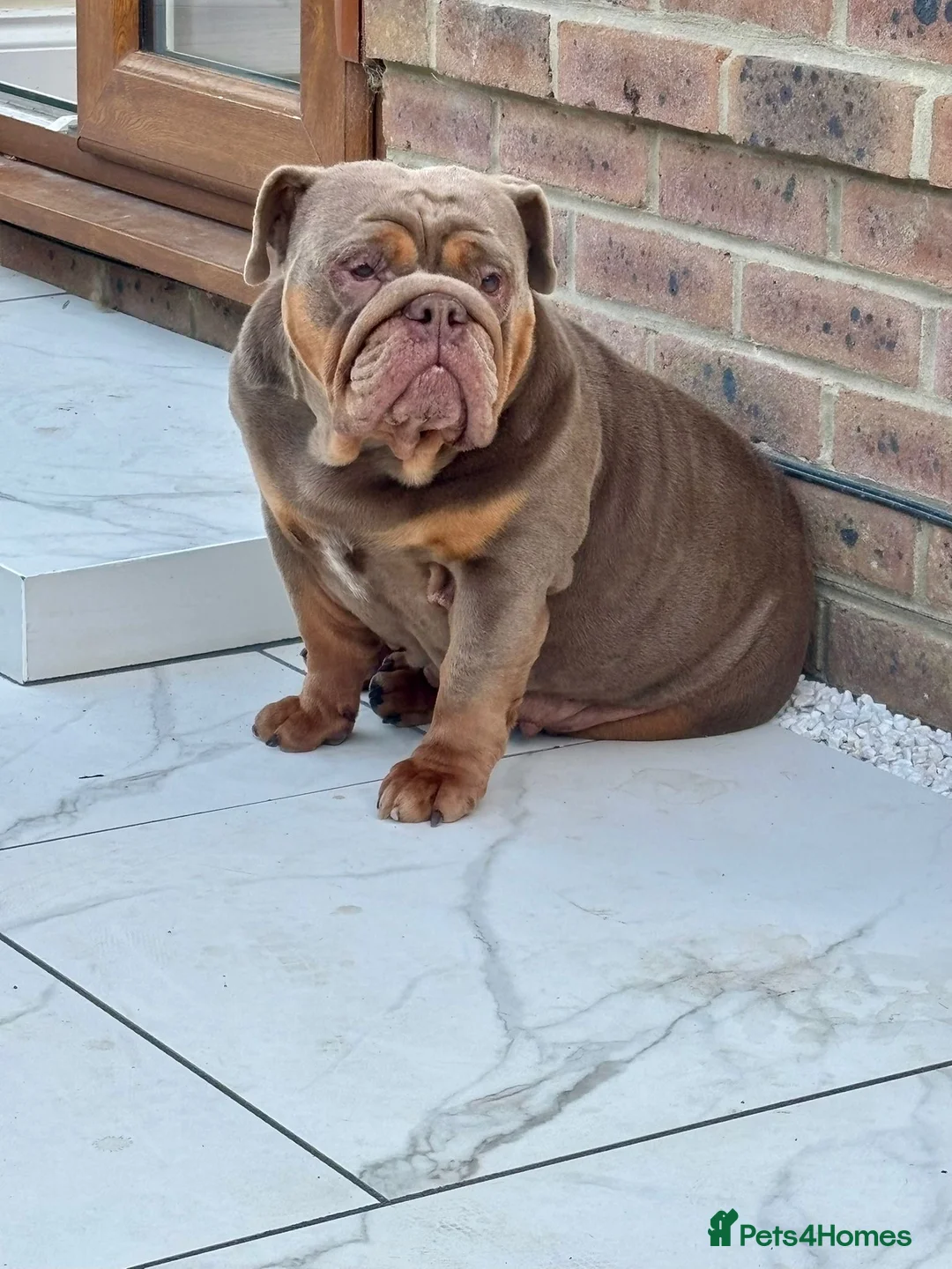 English Bulldog dogs for sale: Coco- English bulldog re-home - Advert 2