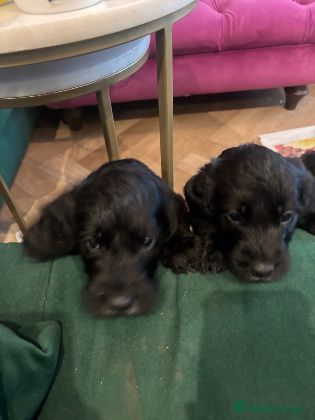 Mixed Breed dogs for sale: Bedlington cross cocker spaniel puppies  - Image 15