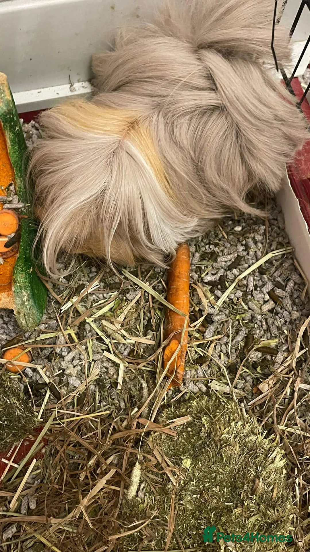 Guinea Pig rodents for sale: Male guinea pigs looking for new homes - Advert 7