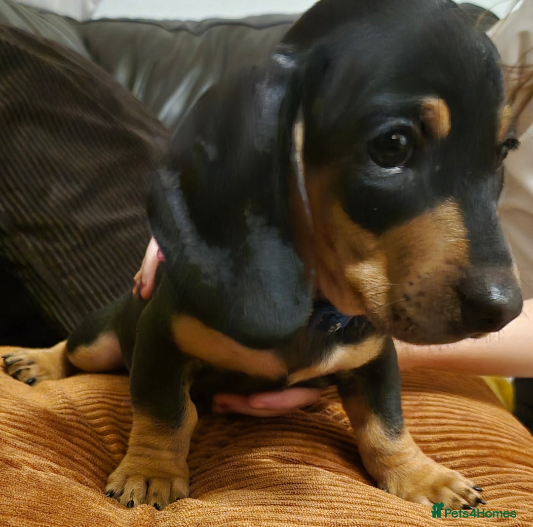 Dachshund dogs for sale: Miniature Dachshund puppies ready for forever home - Advert 5