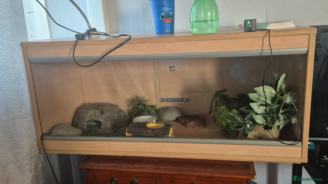 Leopard Gecko reptiles for sale: 2 year old  female leopard gecko with full setup  - Advert 2