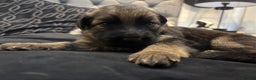 German Shepherd dogs for sale: German shepherd puppies Amber blood line  - Advert 17