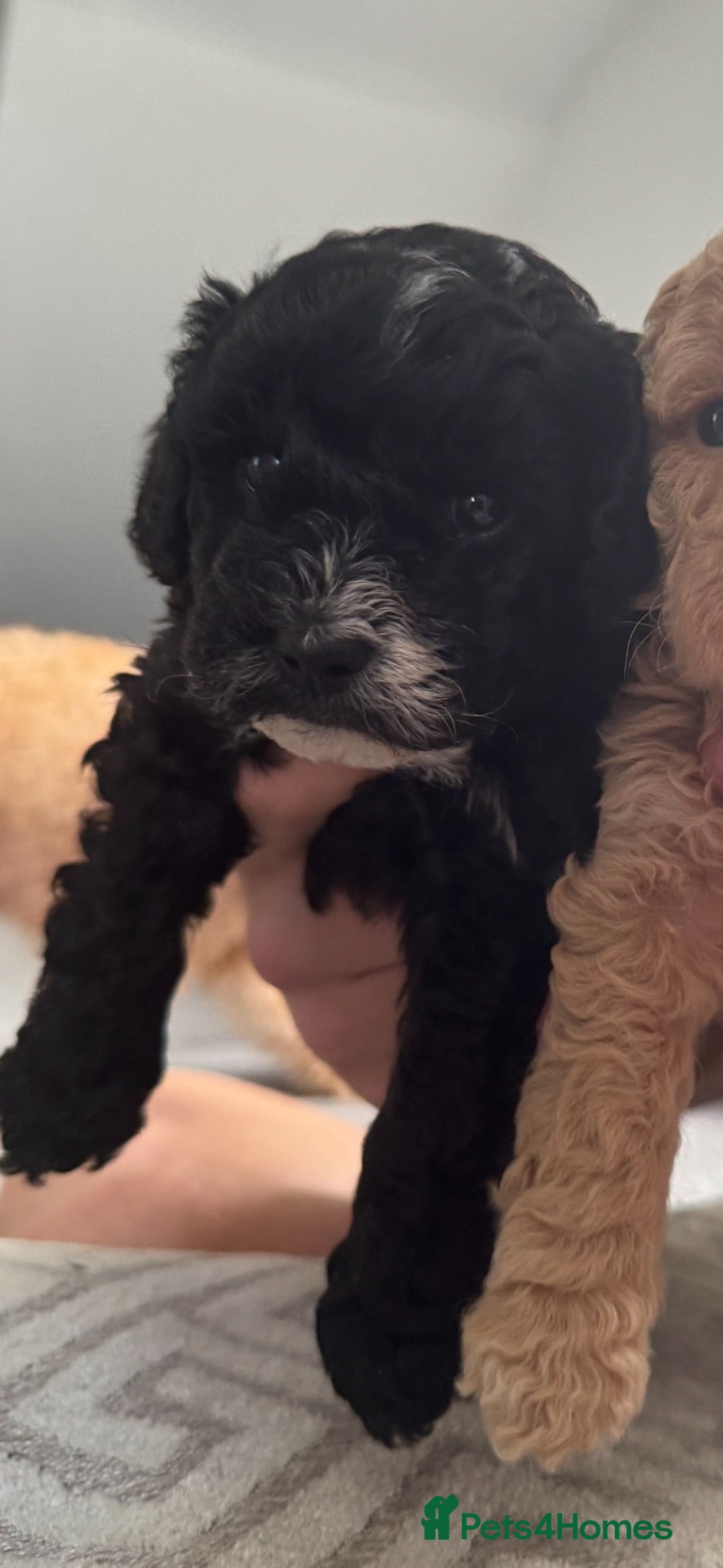 Toy Poodle dogs Toy poodle  - Advert 5