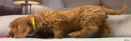 Labradoodle dogs for sale: INSTAGRAM. “OAKWELL RETRIEVERS” HEALTHY HOUNDS - Advert 6