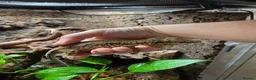 Gecko reptiles for sale: Make Gargolye Gecko and Bioactive Set Up in Wrexham - Advert 3