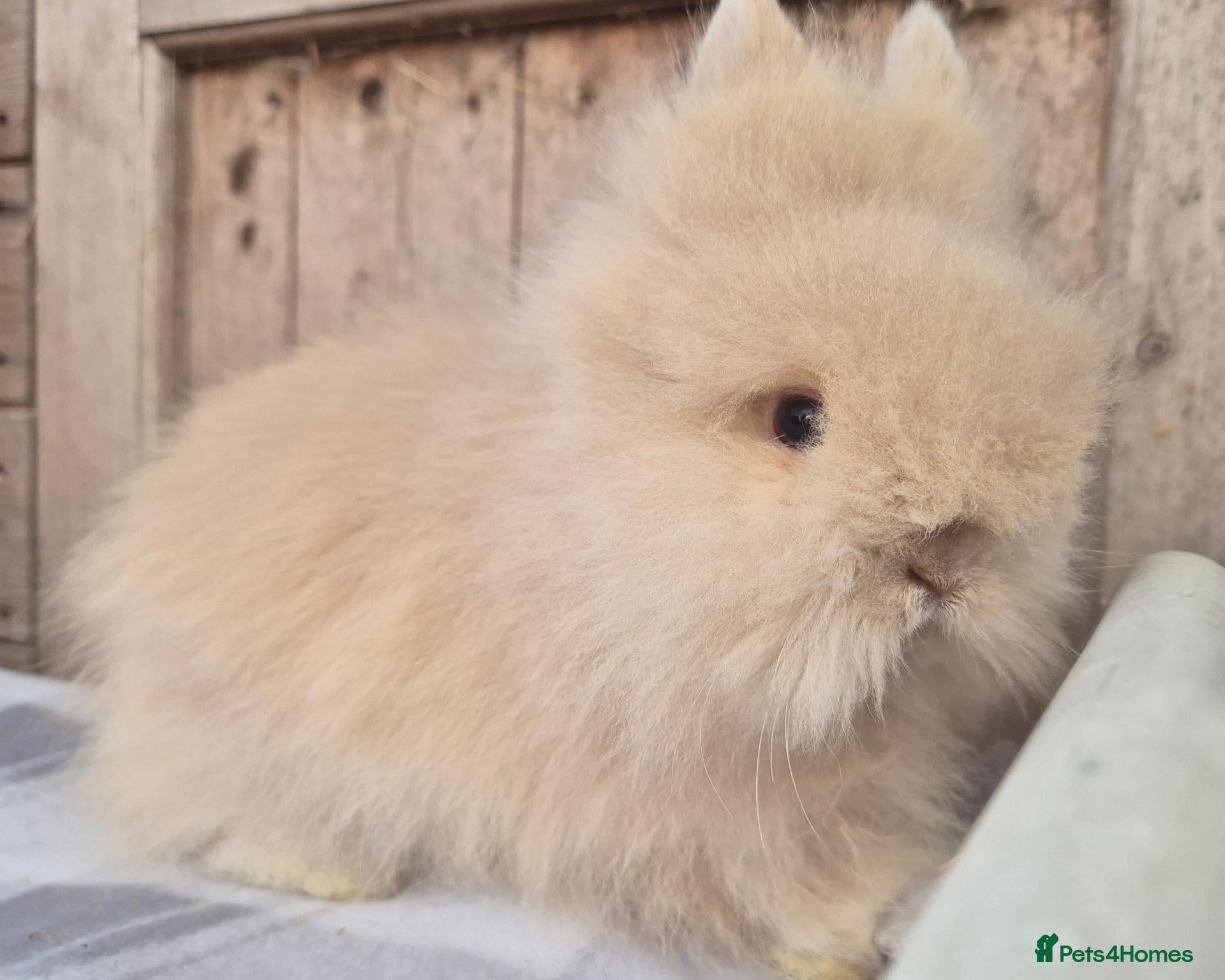 Lionhead rabbits Double maned Lionhead babies ready now  - Advert 7