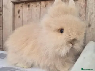 Lionhead rabbits Double maned Lionhead babies ready now - Advert 7