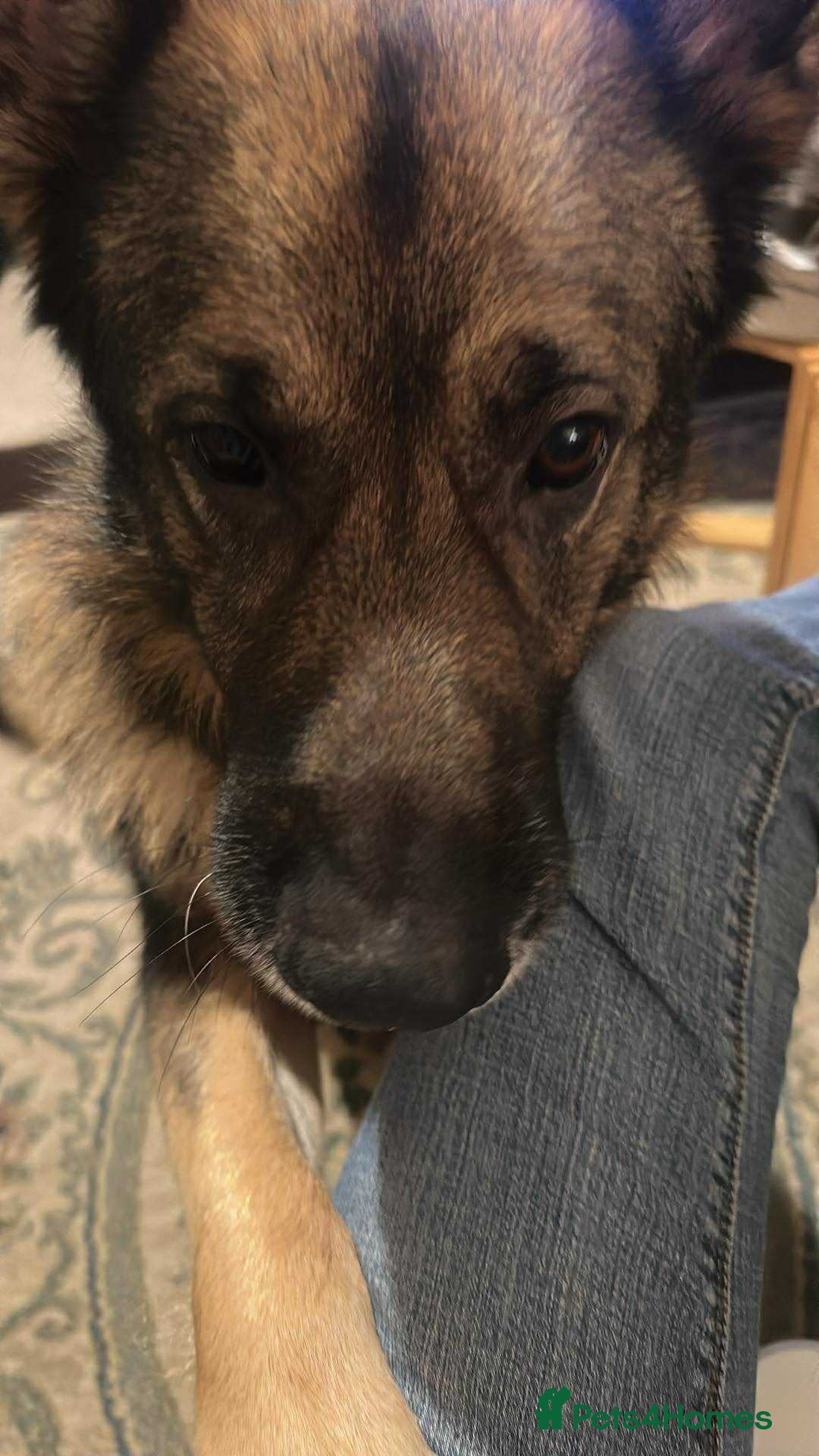 German Shepherd dogs for sale: Playful Smart German Shepherd Needs Home - Advert 8