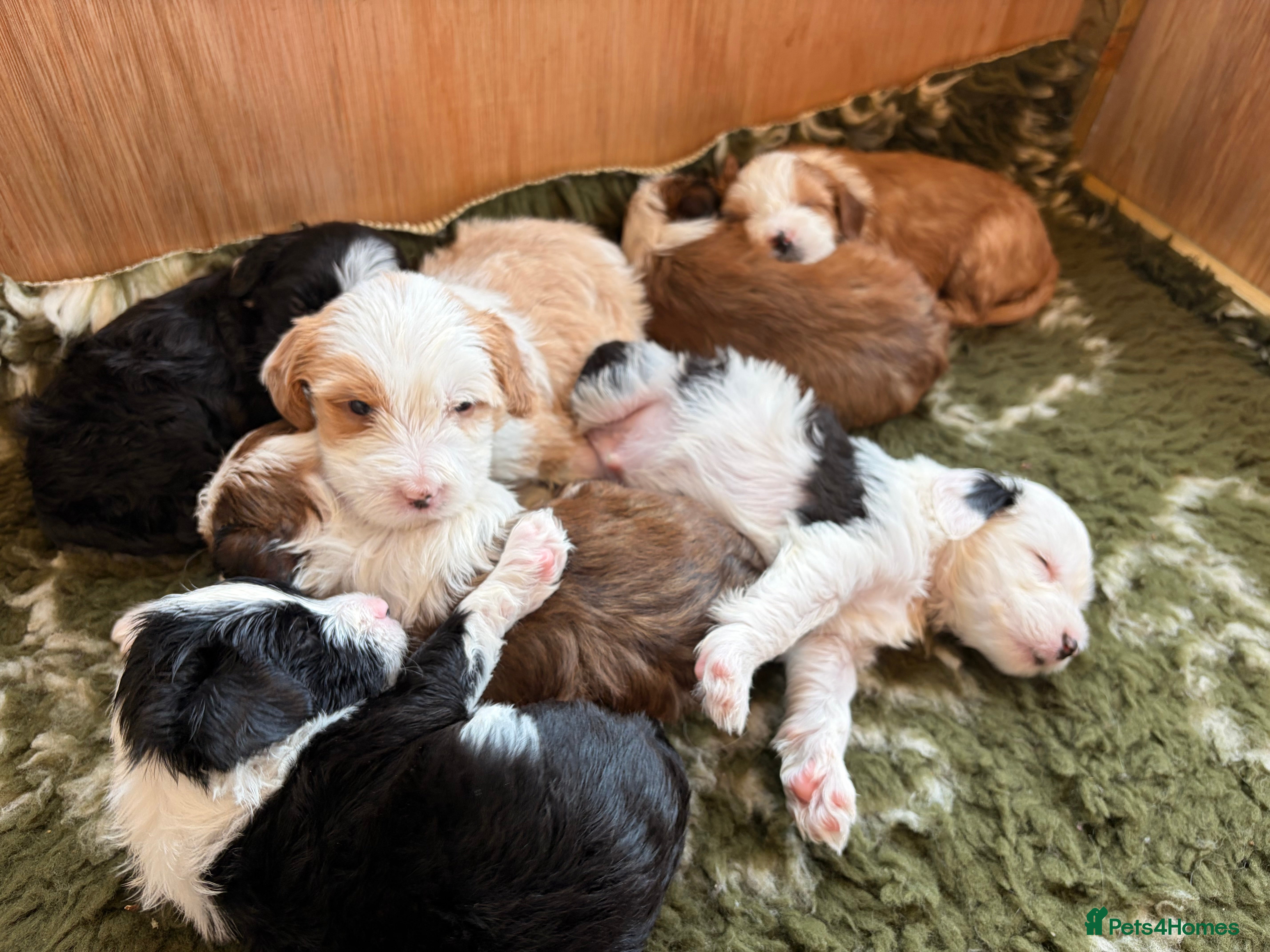 Tibetan Terrier dogs Beautiful Tibetan Terriers - Advert 2