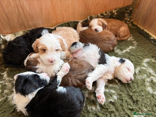 Tibetan Terrier dogs Beautiful Tibetan Terriers - Advert 2