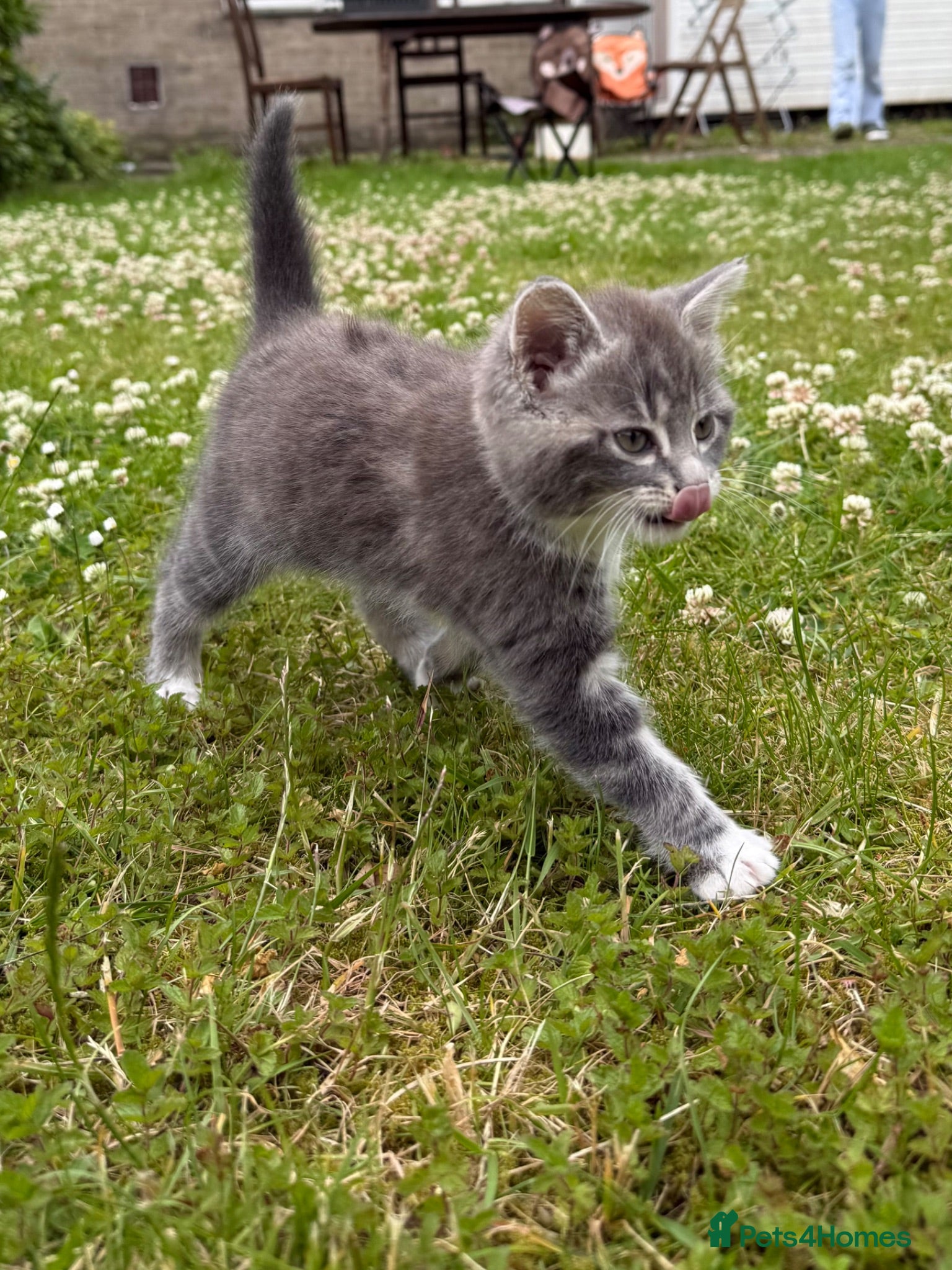 Mixed Breed cats Tabby  - Advert 2