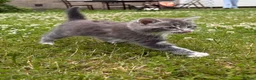 Mixed Breed cats for sale: Tabby  - Advert 1