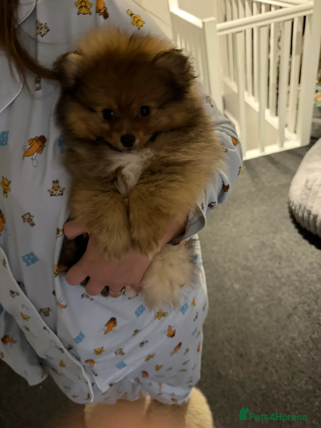 Pomeranian dogs for sale: 10 week old Pomeranian puppy - Advert 2