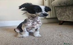 Chinese Crested dogs for sale: Chinese crested hairless boy - Image 2