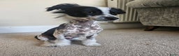 Chinese Crested dogs for sale: Chinese crested hairless boy - Advert 2
