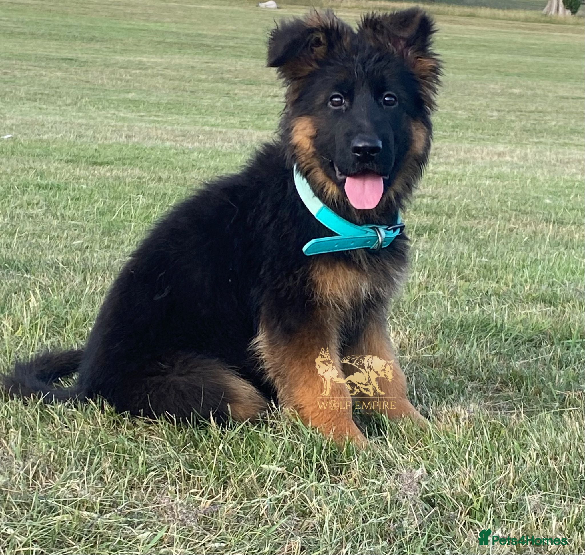 German Shepherd dogs Beautiful  Gsd Puppies  - Advert 1