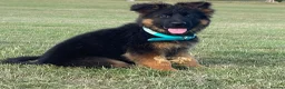 German Shepherd dogs for sale: Beautiful  Gsd Puppies  - Advert 6