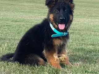 German Shepherd dogs Beautiful Gsd Puppies - Advert 6
