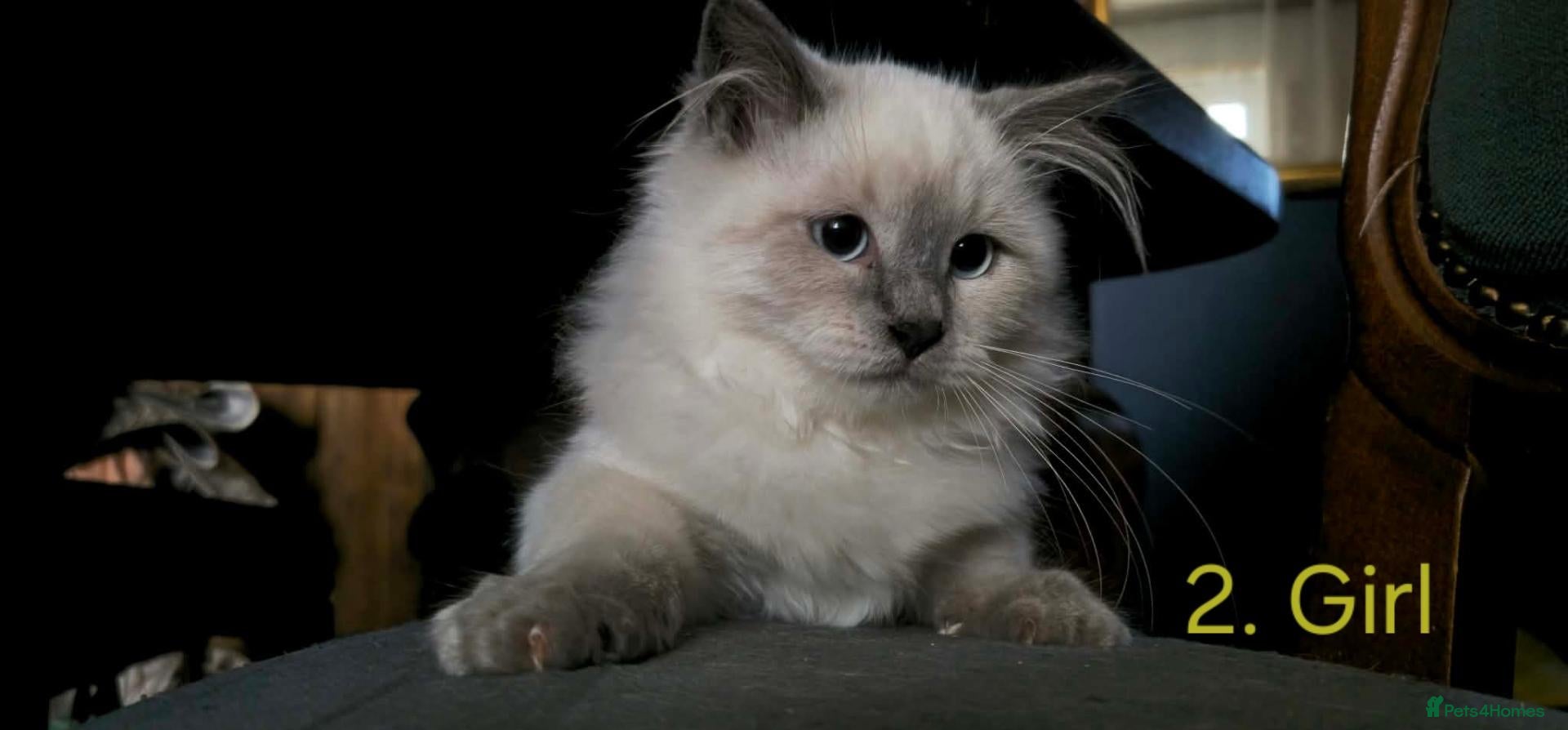 Siberian cats Siberian Kittens - Advert 2