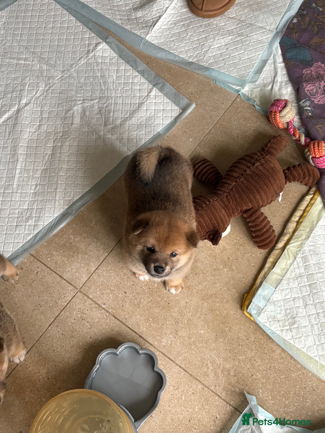 Japanese Shiba Inu dogs for sale: KC Registered Japanese Shiba-Inus  - Image 2
