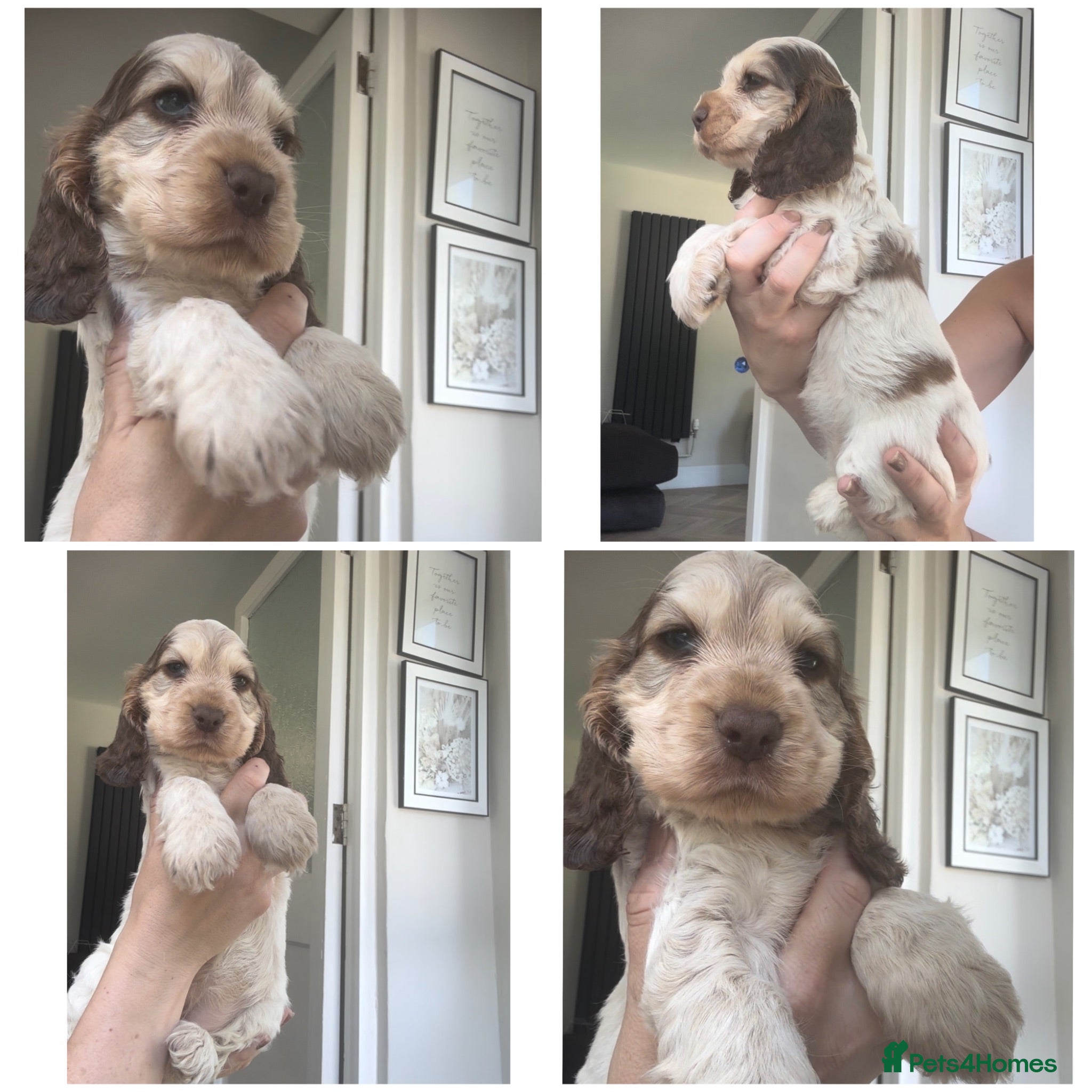 Cocker Spaniel dogs KC Registered Sable Show cocker spaniels  - Advert 1