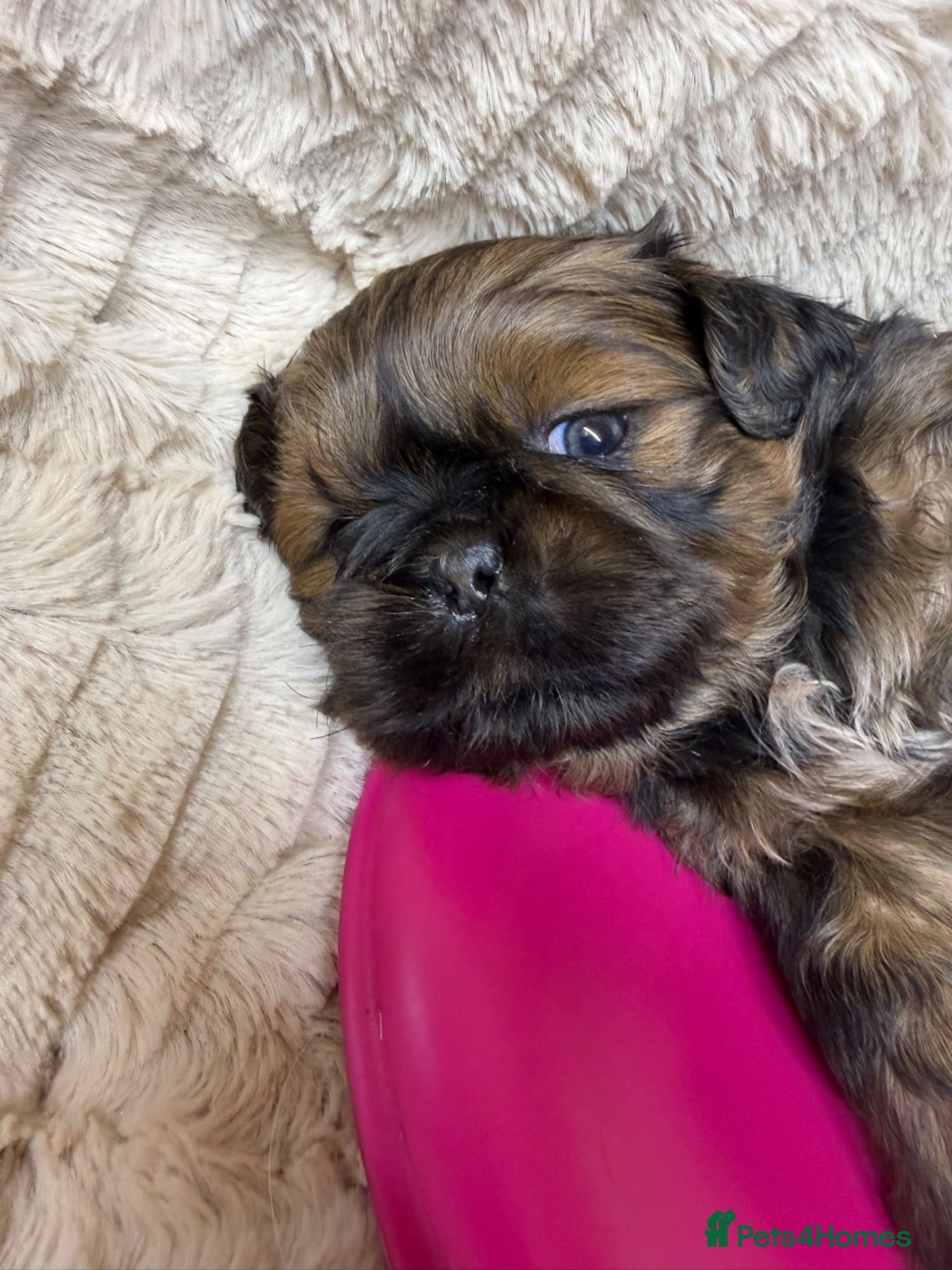 Shih Tzu dogs Shihtzu puppy 💙 - Advert 7