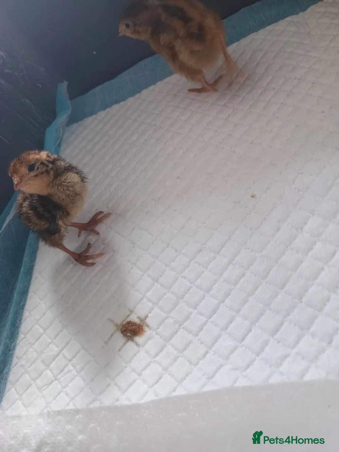 Quail poultry for sale: Quail chicks  - Advert 2