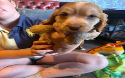 Cocker Spaniel dogs for sale: Wonderful show type cocker spaniels - Image 3