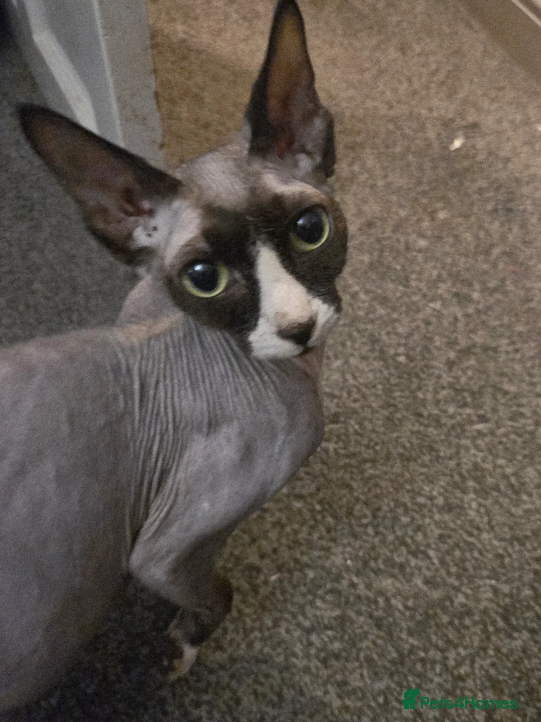 Siamese cats for sale: Beautiful siamese boys and girls  - Advert 25