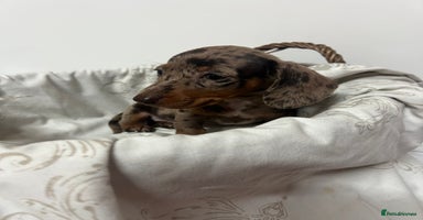 Dachshund dogs - Advert 1