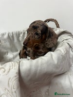 Dachshund dogs - Advert 1