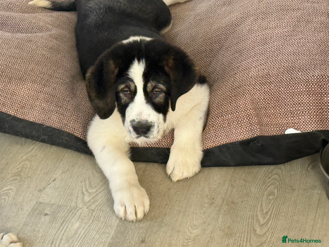 Mixed Breed dogs for sale: Alibi x Caucasian Shepherd pups - Advert 6