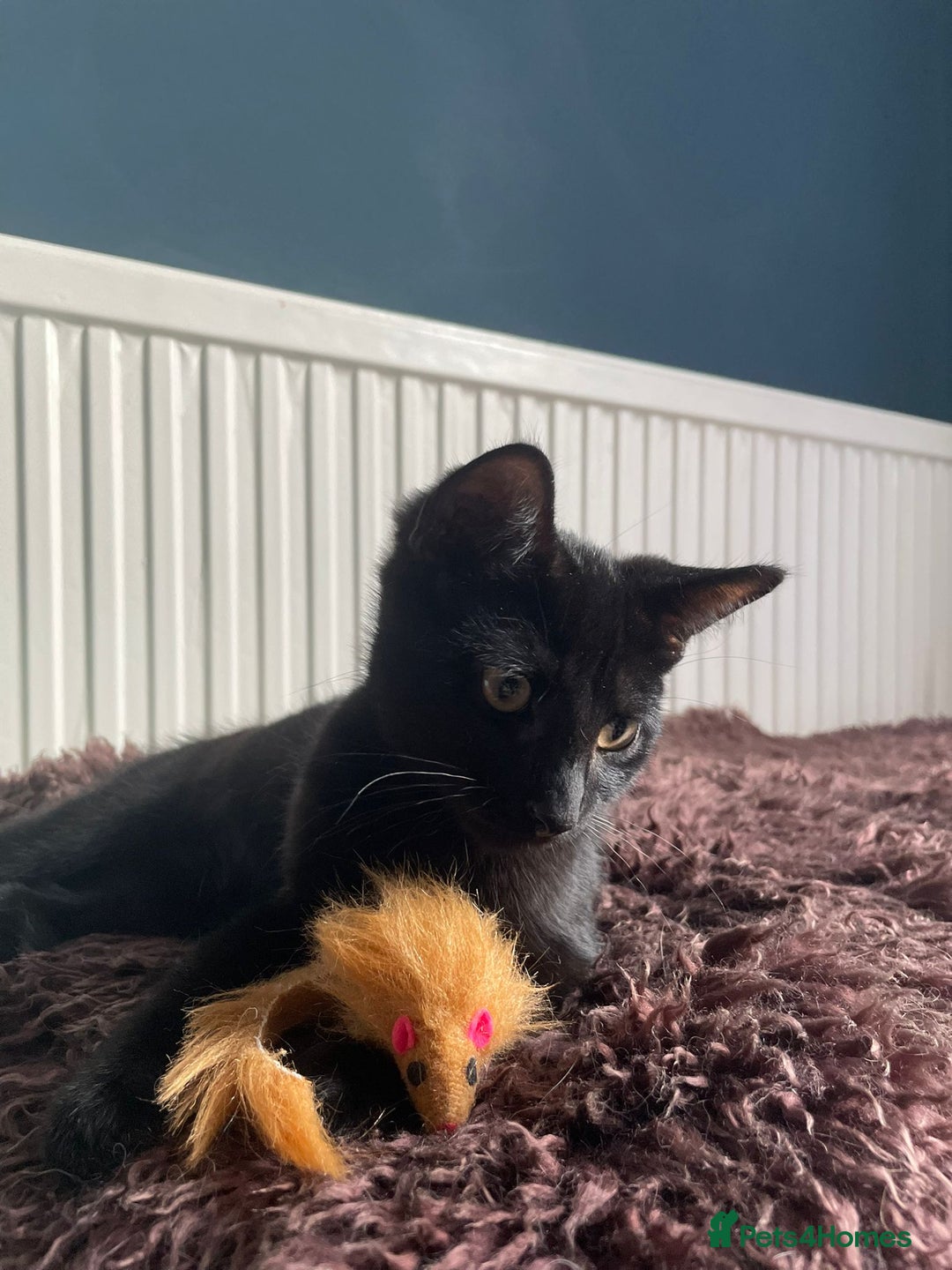 Domestic Shorthair cats for adoption: 3 playful male kittens (14-16 weeks approx)  - Image 6