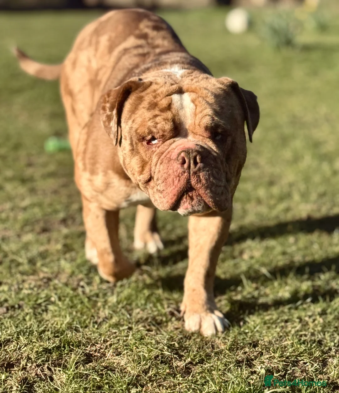 Old Tyme Bulldog dogs for stud: STUD Old tyme old English bulldog chocolate merle in Lincoln - Advert 1