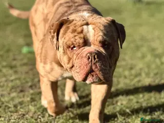 Old Tyme Bulldog dogs STUD Old tyme old English bulldog chocolate merle - Advert 4