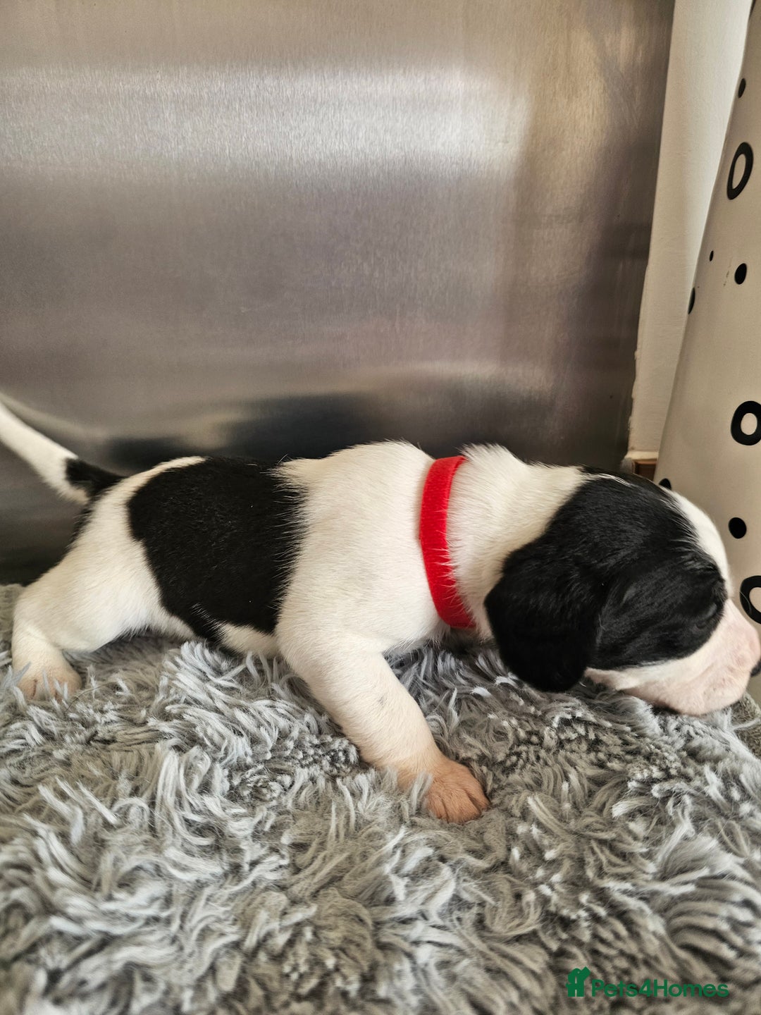 Beagle dogs for sale: BEAGLE X SPANIEL MIX PUPPIES - Image 7