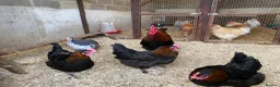 Chickens poultry for sale: Fertile hatching eggs Chickens Ducks Peafowl  - Advert 16