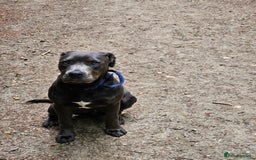 Mixed Breed dogs for sale: Bulldog x spaniel  - Image 2