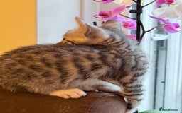Bengal cats for sale: boys kittens - Image 9