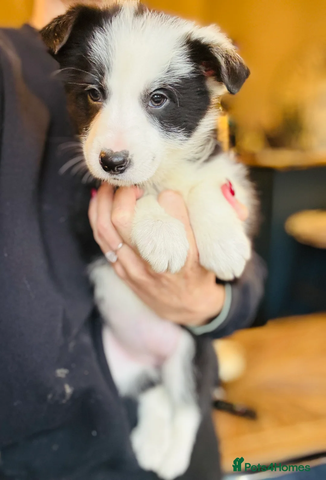 Border Collie dogs for sale: Pure Bred Border Collie Puppies For Sale - Advert 9