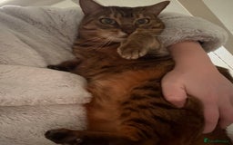 Bengal cats for sale: 5 year old bengal female looking for a new home - Image 4