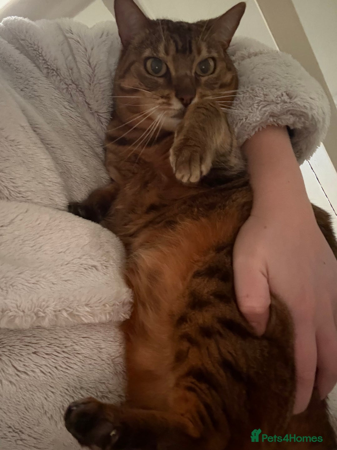 Bengal cats for sale: 5 year old bengal female looking for a new home - Image 4